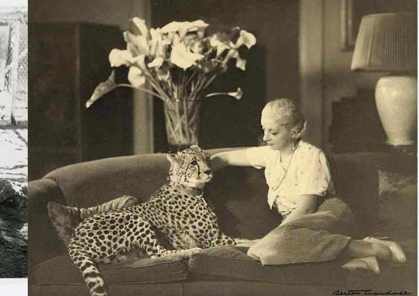 A cheetah lounging on a sofa at the Whittell estate