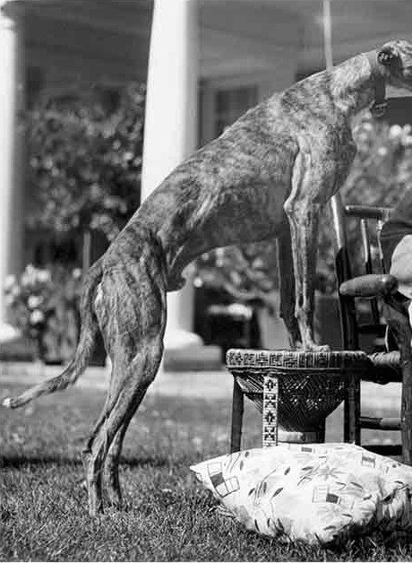 Whittell seated with his dog
